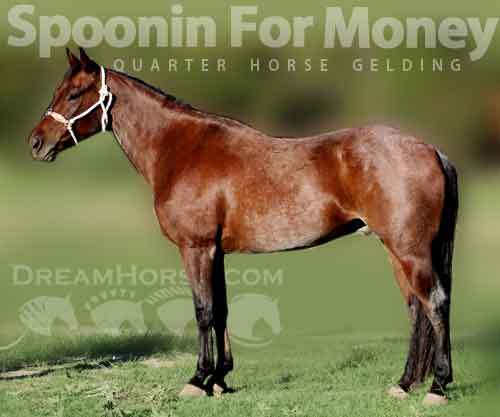 Horse ID: 2285359 Spoonin For Money