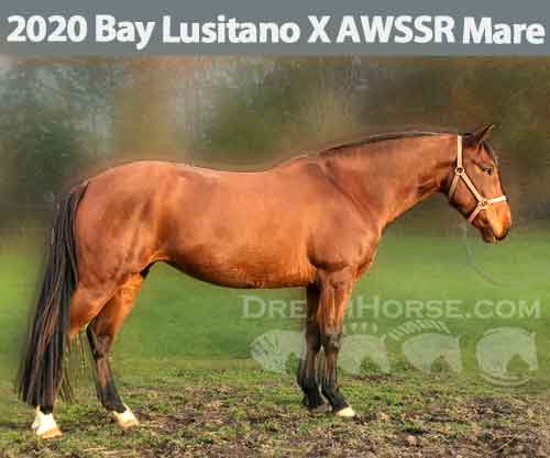 Horse ID: 2285364 2020 Bay Lusitano X AWSSR Mare