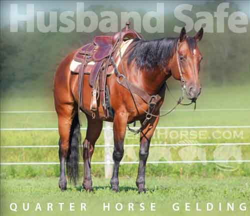 Watch Video! Husband Safe Aqha Gelding, Bay AQHA Quarter Horse Gelding ...