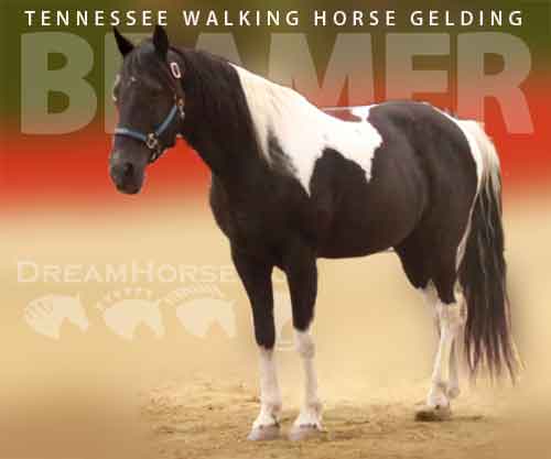 Horse ID: 2285746 Beamer