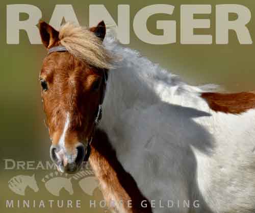 Horse ID: 2285782 Ranger