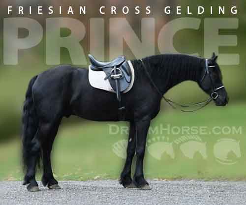 Horse ID: 2286168 Prince