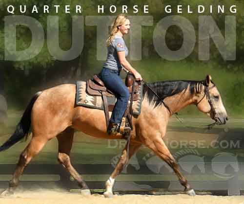 Horse ID: 2286171 Dutton