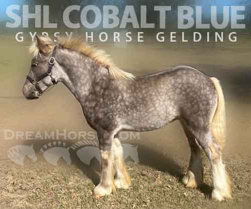 Horse ID: 2286408 SHL Cobalt Blue