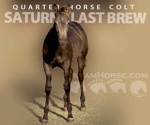 Horse ID: 2286451 SATURNS LAST BREW