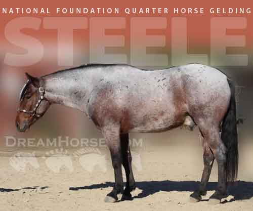 Horse ID: 2286521 Steele