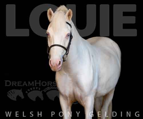 Horse ID: 2286543 Louie