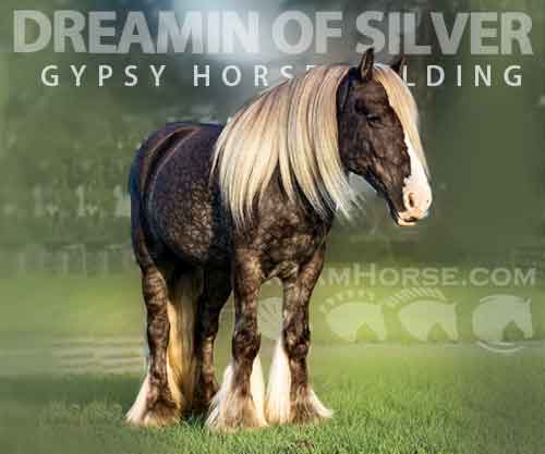 Horse ID: 2286551 SER Dreamin of silver