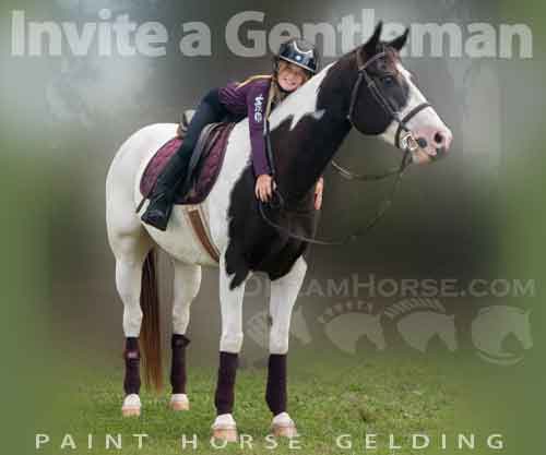 Horse ID: 2286554 Invite a gentleman