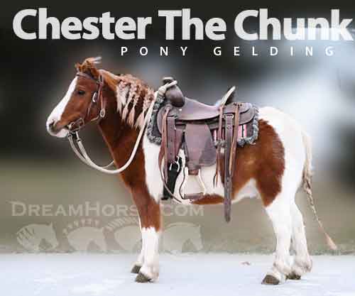 Chester The Chunk, Sorrel Pony Gelding, Watch Video quot;Chester The ...