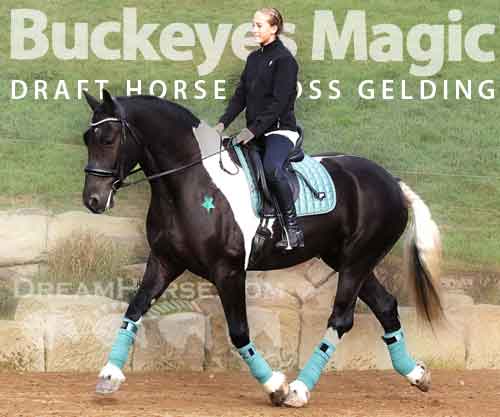 Horse ID: 2286750 Buckeyes Magic