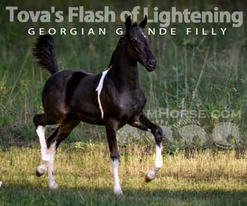 Horse ID: 2286861 Tova's Flash of Lightening