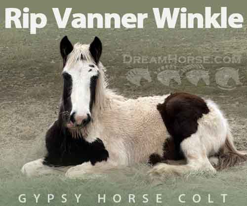 Horse ID: 2286904 Rip Vanner Winkle