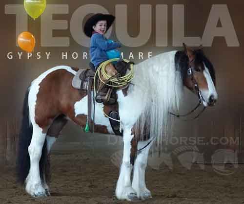 Tequila, Bay Gypsy Horse Mare, Gorgeous Gypsy Vanner trained by Buckeye ...