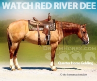 Horses For Sale Red Dun Aqha Quarter Horse Geldings Dreamhorse Com