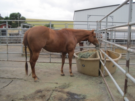 Tack ID: 568173 Made for horses! Heavy duty row of 5 free standing horse pen - PhotoID: 152677 - Expires 30-Jul-2024 Days Left: 46