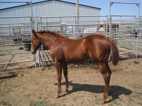 Tack ID: 568173 Made for horses! Heavy duty row of 5 free standing horse pen - PhotoID: 152678 - Expires 30-Jul-2024 Days Left: 46