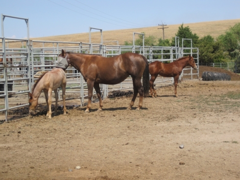 Tack ID: 568173 Made for horses! Heavy duty row of 5 free standing horse pen - PhotoID: 152679 - Expires 30-Jul-2024 Days Left: 46