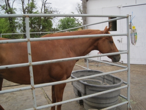 Tack ID: 568173 Made for horses! Heavy duty row of 5 free standing horse pen - PhotoID: 152680 - Expires 30-Jul-2024 Days Left: 46