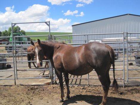 Tack ID: 568173 Made for horses! Heavy duty row of 5 free standing horse pen - PhotoID: 152681 - Expires 30-Jul-2024 Days Left: 46