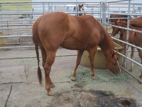 Tack ID: 568173 Made for horses! Heavy duty row of 5 free standing horse pen - PhotoID: 152682 - Expires 30-Jul-2024 Days Left: 46