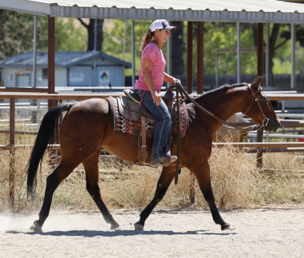 Tack ID: 568634 Sale horses, training and lessons - PhotoID: 153252 - Expires 15-Sep-2024 Days Left: 8