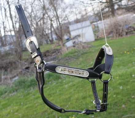 Tack ID: 569259 Schneiders Show Halter - PhotoID: 154125 - Expires 13-Jun-2025 Days Left: 174